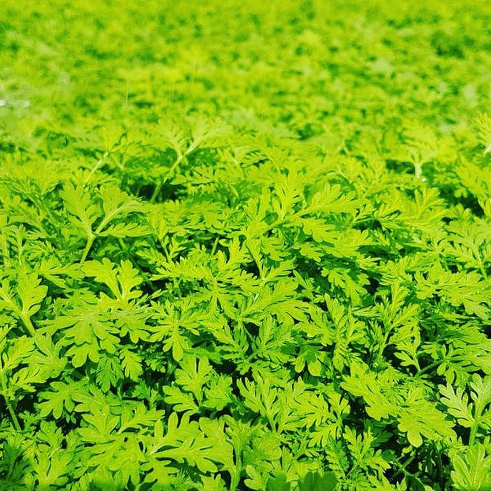 Moringa / Artemisia Kapseln - Großpackung (300 St.) (Bio ...